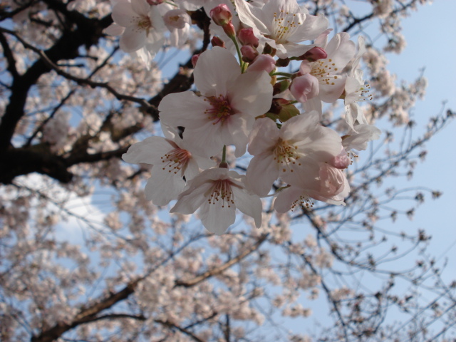 画像: お花見☆